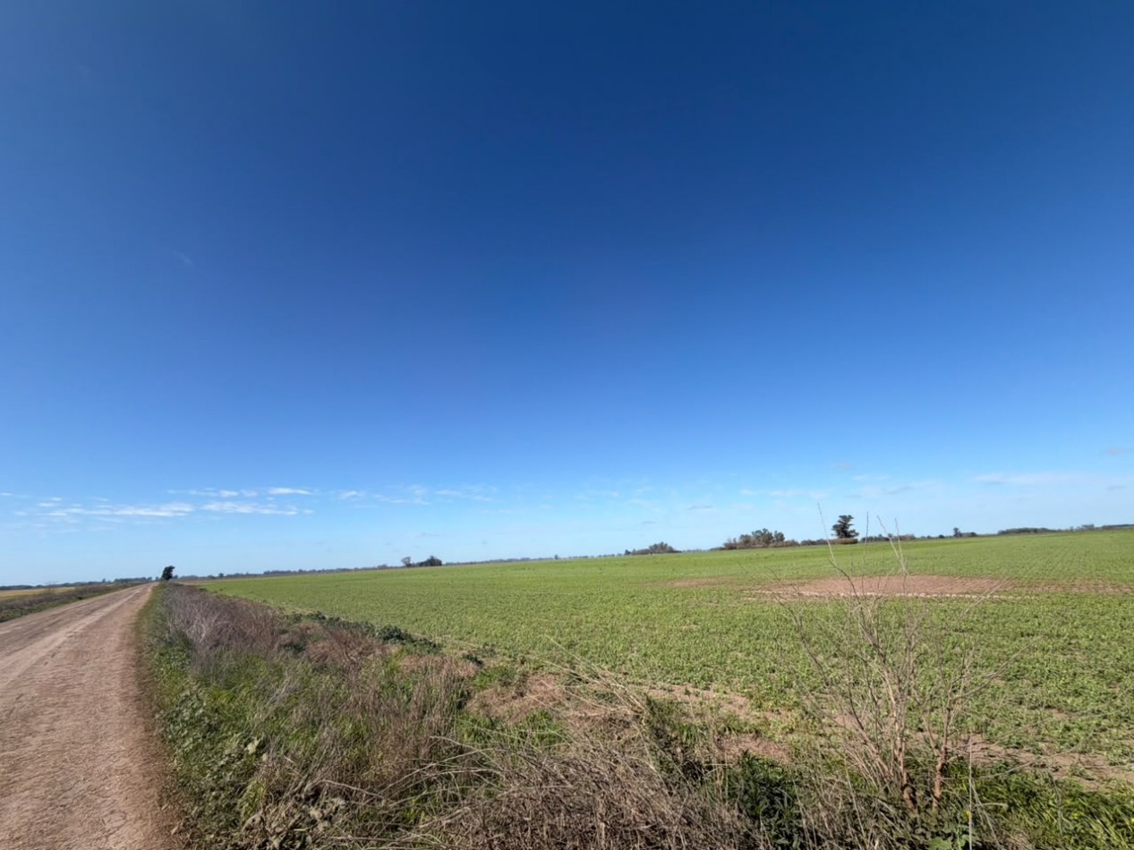52Ha campo 100% agricola