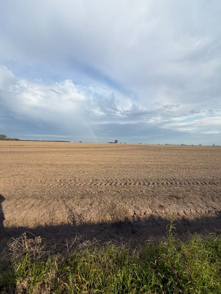 36 hectareas alto rendimiento 100$ agricola