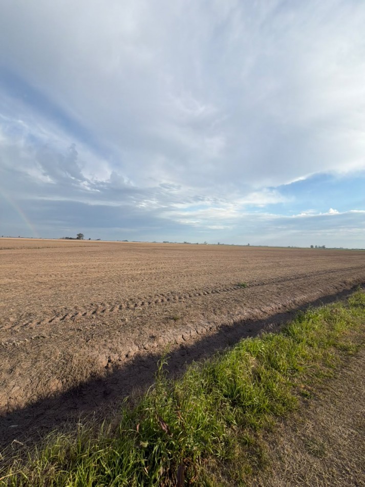 36 hectareas alto rendimiento 100$ agricola