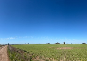 52Ha campo 100% agricola