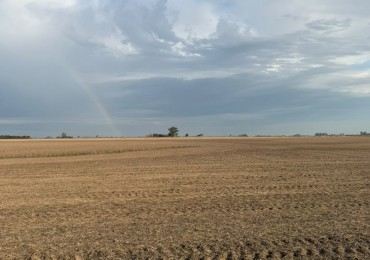 36 hectareas alto rendimiento 100$ agricola